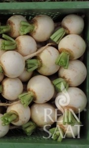 ko081_kvaka snowball8